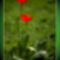 virag2-20