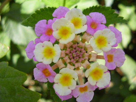 virag2-26