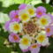 virag2-26