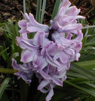 virag2-87
