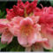 virag2-8