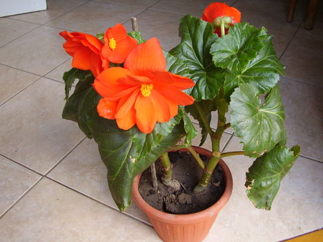Begónia