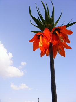 Csaszarkorona