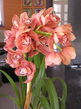 Csonak orchidea-1