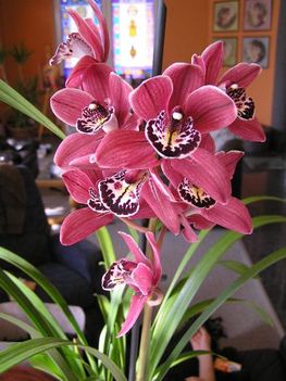 Csonak orchidea
