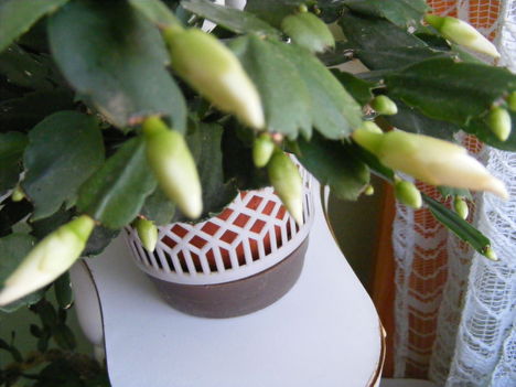 Fehér kaktusz bimbó