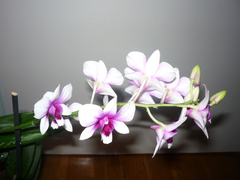 orchidea 1