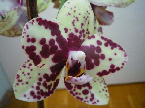 orchidea 10