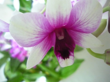 orchidea 10