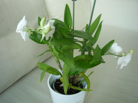 orchidea 11