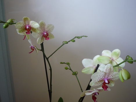 orchidea 13