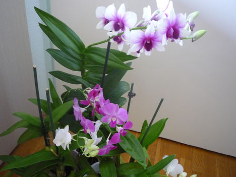 orchidea 14