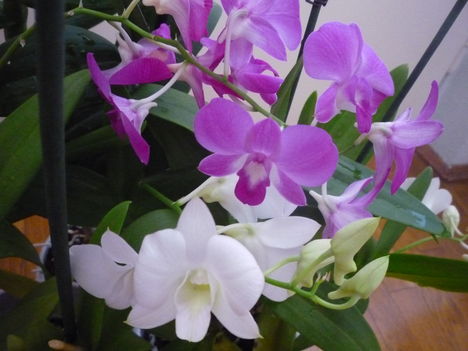 orchidea 2