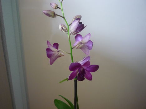 orchidea 2