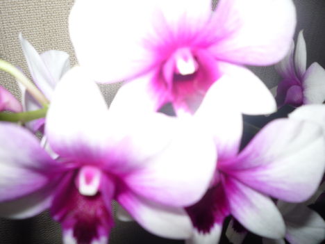 orchidea 3