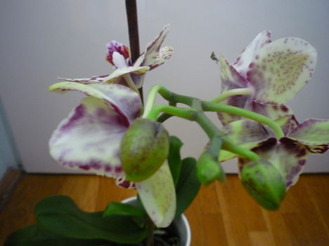 orchidea 4