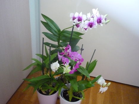 orchidea 5