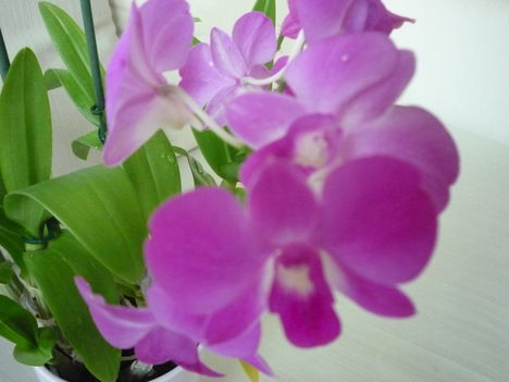 orchidea 6