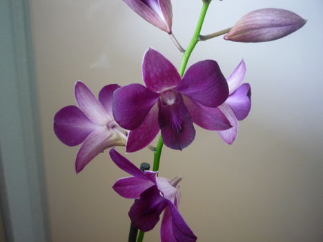 orchidea 7