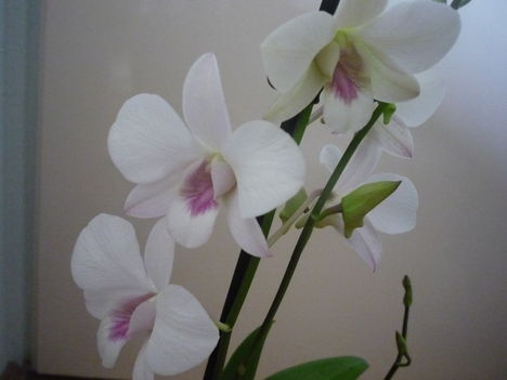 orchidea 8