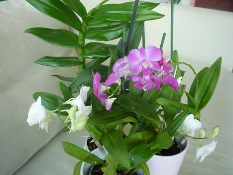 orchidea 8