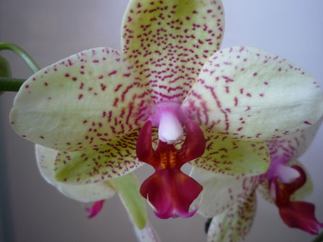 orchidea 9