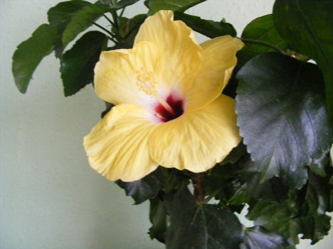 Sárga hibiscus