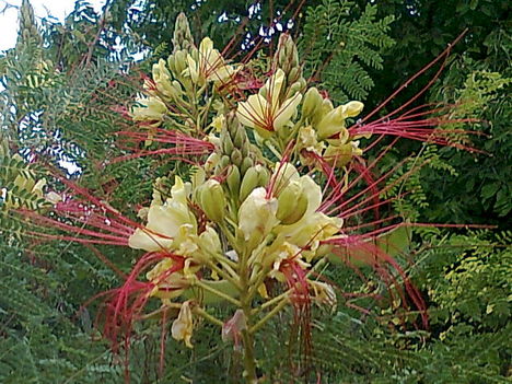 argentin pillangófa, 2011. caesalpinia gilliesii