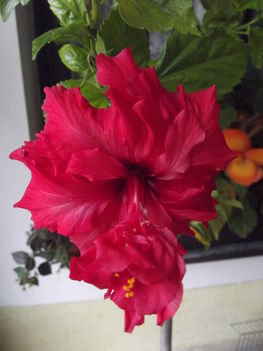 Hibiscus