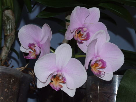 Lepkeorchidea-3