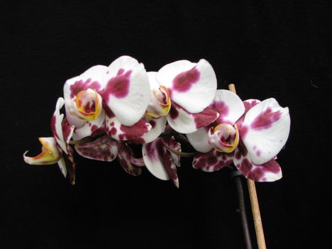Lepkeorchidea