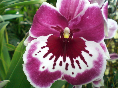 Miltonia Hibrid