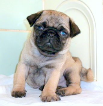 mopsz