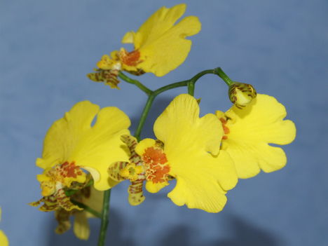 Oncidium
