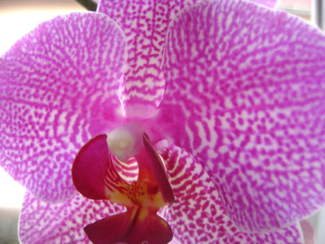 Orchidea-4