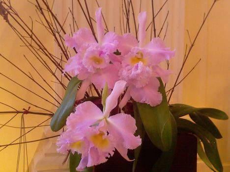 Orchidea