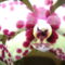 Orchideaim-5