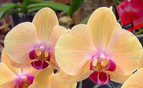 Phalaenopsis Hybrid