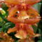 Pumpkin Patch Orchid