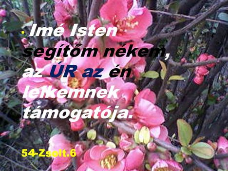 SEGÍTŐ