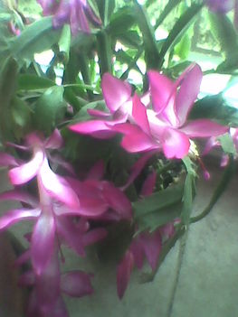 virágaim