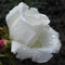 129  fehér rózsa