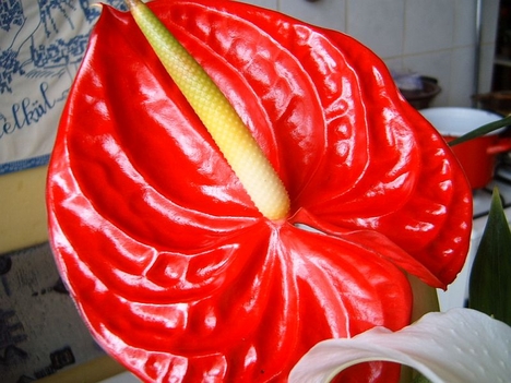 95 Flamingó