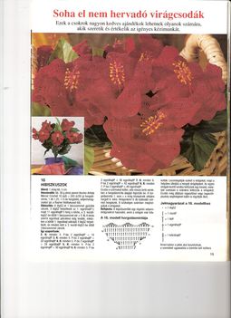 hibiszkusz_1083556_2595