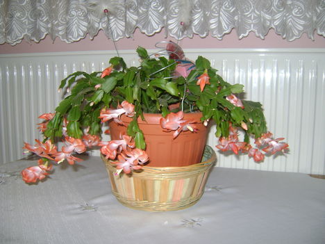 karácsonyi kaktusz