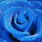 kék rózsáim