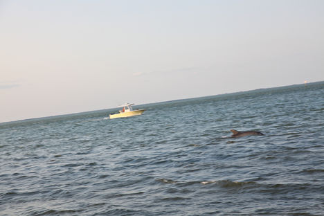 Kishajó versenye delfinnel...