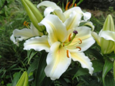 Liliom  Oriental   Conca d'Or