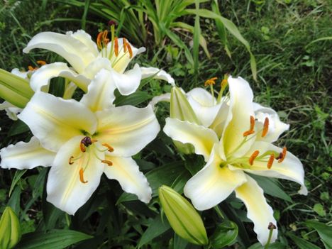 LIlium  Oriental  Conca d'Or