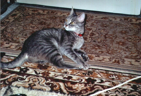 MIRZI3